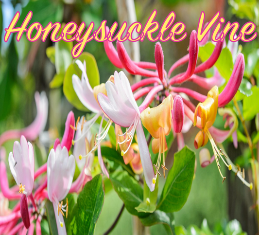 Beeswax Candle (S) - "Honeysuckle Vine"