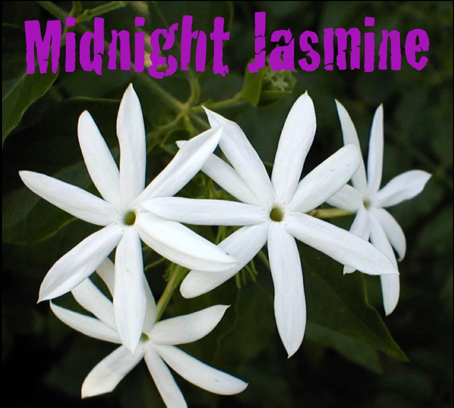 Beeswax Candle (S) - "Midnight Jasmine"