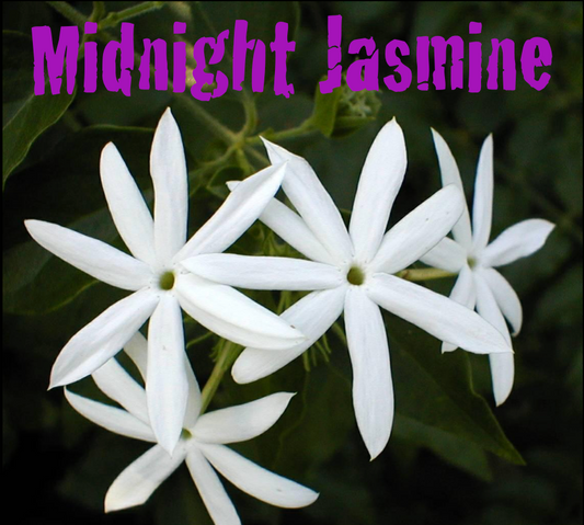 Beeswax Candle (S) - "Midnight Jasmine"