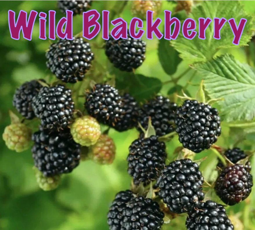Beeswax Candle (A) - "Wild Blackberry"